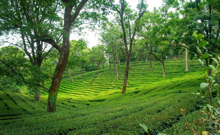 Palampur Tea Garden